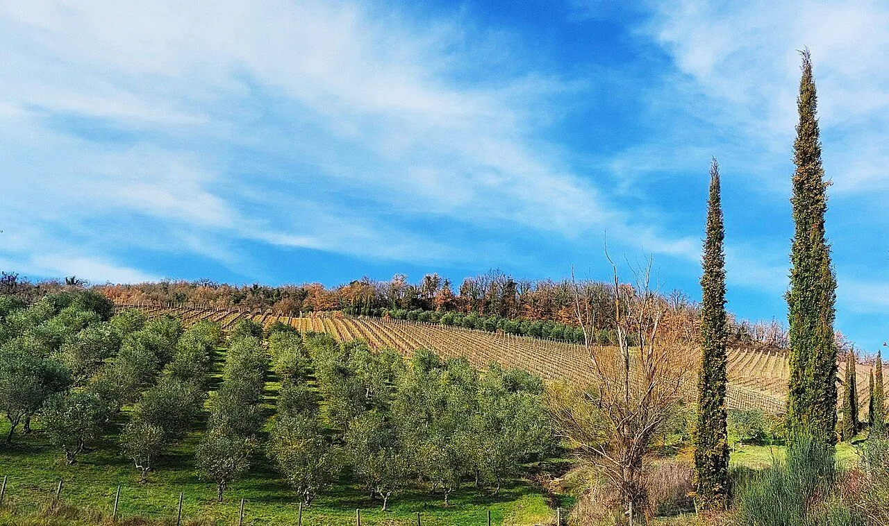 Colline del Chianti con olivi, filari e un cipresso