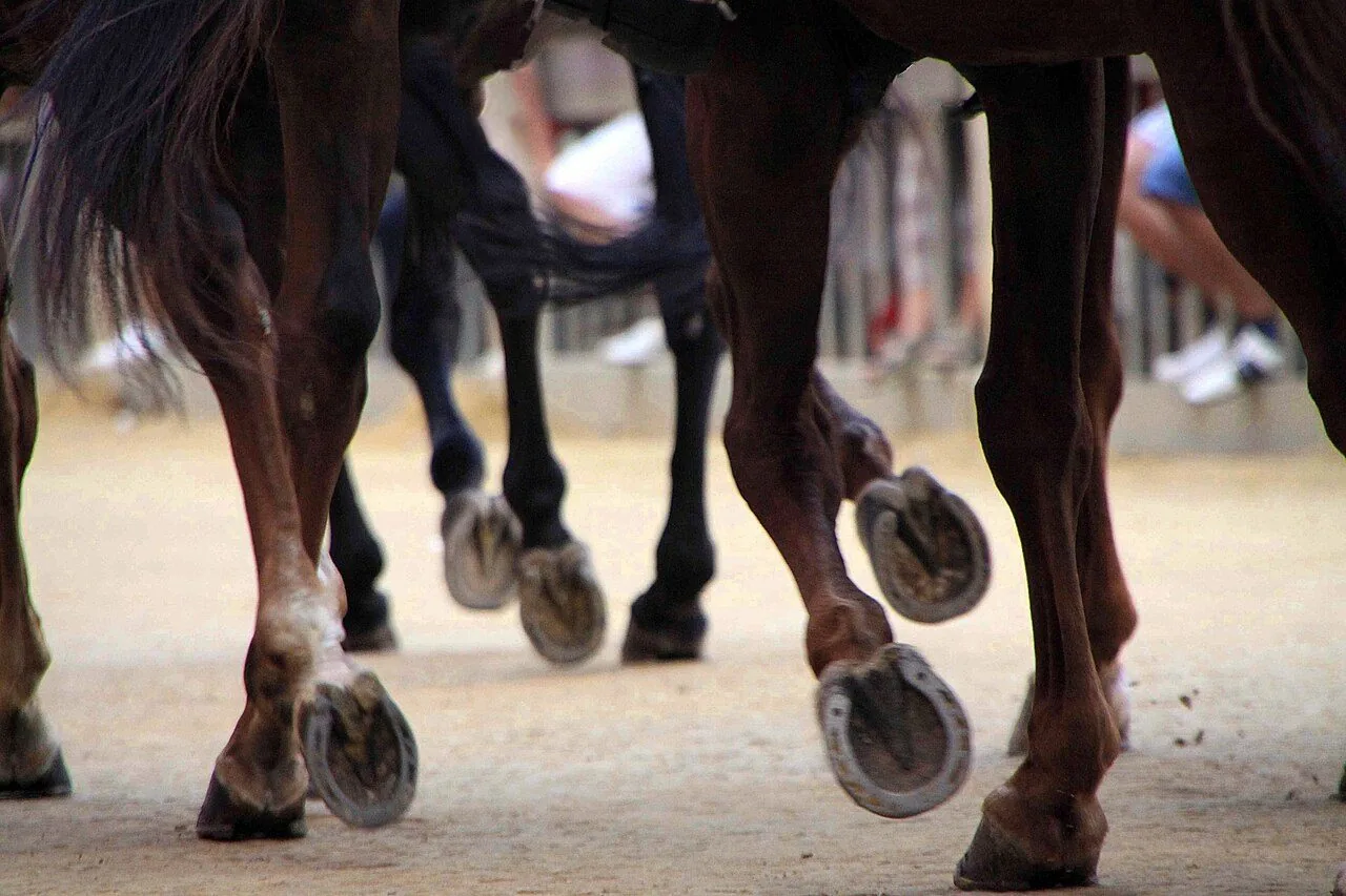 Dettaglio dei cavalli in corsa durante il Palio di Siena