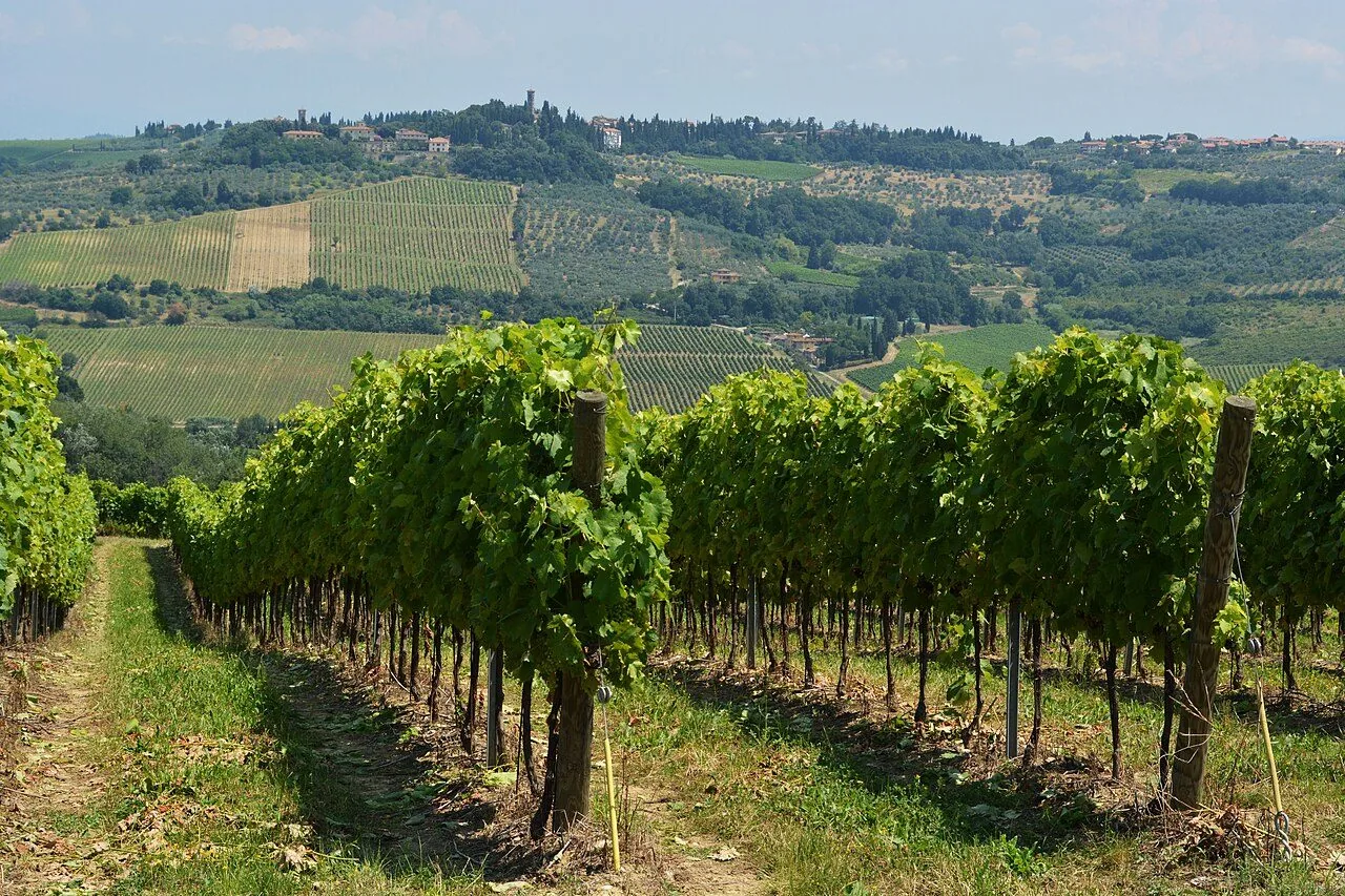 Filari di vigneto sulle colline senesi